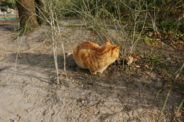 一只可爱的小猫咪 拍摄于颐和园