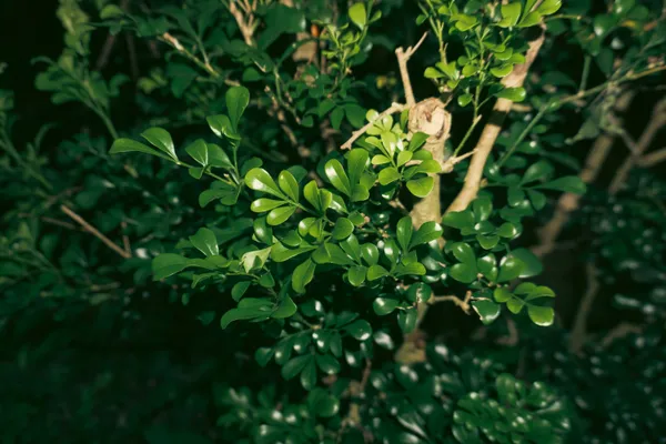 一处随手拍摄的野草