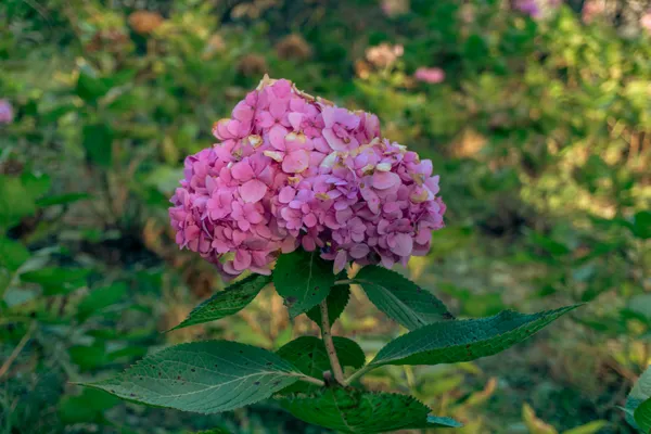 可能是一朵大丁香花