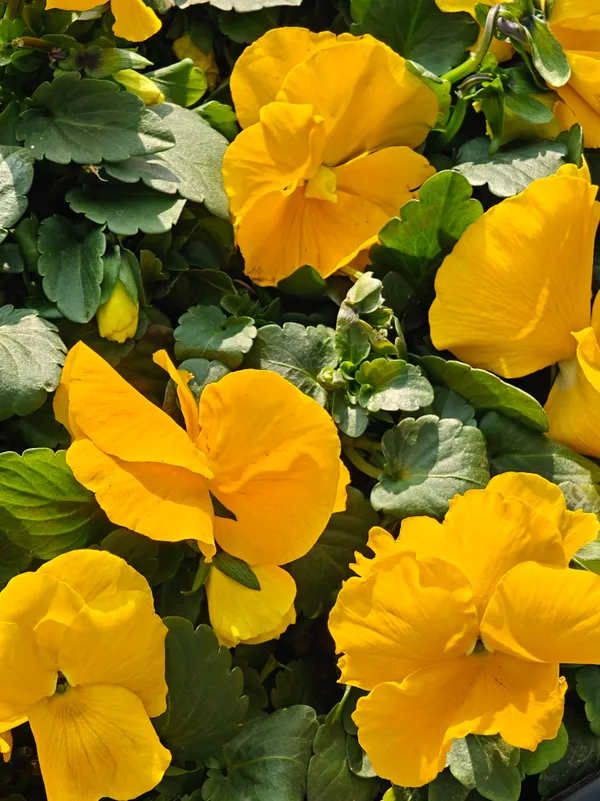 在重启拍摄的一簇黄花