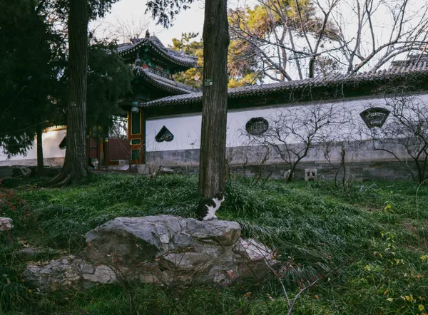 小黄的小伙伴吗