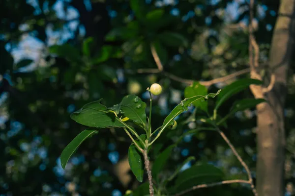 我也不知道这叫什么植物