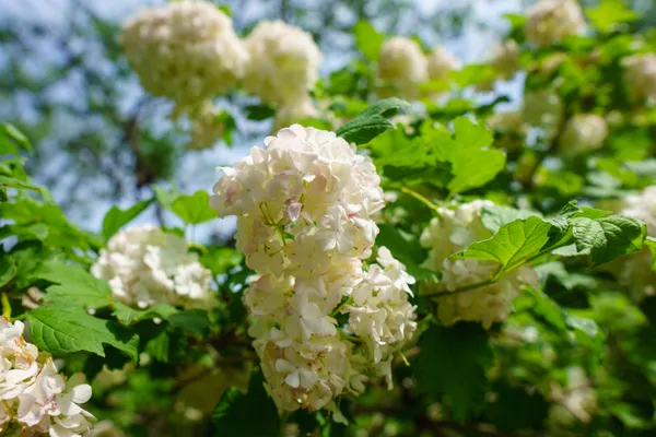 超级无敌大绣球